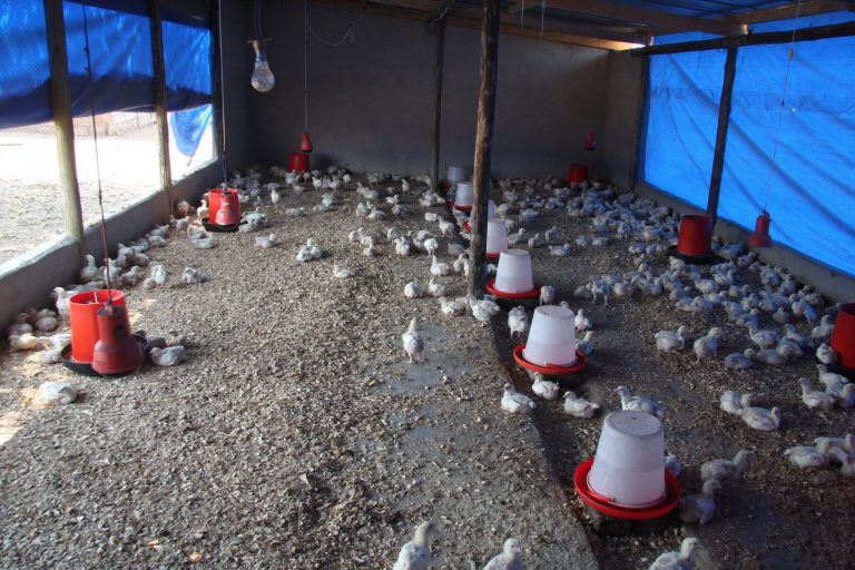 poultry_2
